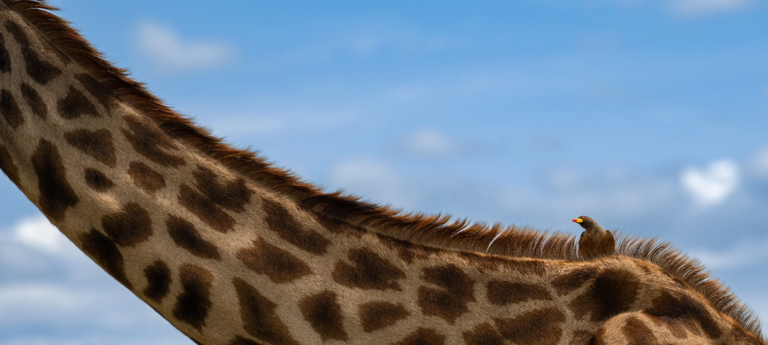 Kenya travel packages Safari tours Kenya Best travel agency in Kenya Kenya adventure travel Explore Kenya tours Maasai Mara safaris Nairobi city tours Amboseli National Park trips Lake Nakuru tours Mount Kenya hiking tours Luxury safaris Kenya Budget travel Kenya Family vacations in Kenya Honeymoon packages Kenya Cultural tours in Kenya Wildlife safaris in Kenya Eco-friendly travel Kenya Beach holidays Kenya Adventure sports Kenya Historical tours Kenya Kenya travel guide Best time to visit Kenya Kenya travel tips Kenya visa information Kenya travel itinerary American tourists in Kenya European travel to Kenya Traveling to Kenya from the USA Traveling to Kenya from Europe Group travel to Kenya Kenya wildlife prints African landscape photography Safari photo prints Kenya travel art Wall art Kenya photography Maasai Mara prints Nairobi skyline photos Sunset photography Kenya Beach prints from Kenya Mount Kenya art prints Buy Kenya photo prints Online photo prints Kenya Framed Kenya photos Canvas prints Kenya Limited edition wildlife prints Unique gifts from Kenya Art prints for travel lovers Photography gifts for nature enthusiasts Home decor Kenya photography Travel-inspired wall art Fine art Kenya photography Nature photography prints Wildlife portrait prints Photography collections Kenya Eco-friendly photo prints Kenya Safari Tours African Safari from USA Kenya Travel Packages Kenya Adventure Travel Luxury Safari Kenya Kenya Wildlife Tours Kenya Beach Holidays Kenya Cultural Tours Kenya Travel Deals USA Kenya Safari Booking Kenya Travel Experts Kenya Safari Vacation Kenya Honeymoon Packages Kenya National Parks Tours Kenya Travel Agency USA Kenya Safari Tours from Europe European Travelers Kenya Safari Kenya Travel Packages Europe Kenya Adventure Travel Europe Luxury Safari Kenya Europe Kenya Wildlife Tours Europe Kenya Beach Holidays Europe Kenya Cultural Tours Europe Kenya Travel Deals Europe Kenya Safari Booking Europe Kenya Travel Experts Europe Kenya Safari Vacation Europe Kenya Honeymoon Packages Europe Kenya National Parks Tours Europe Kenya Travel Agency Europe