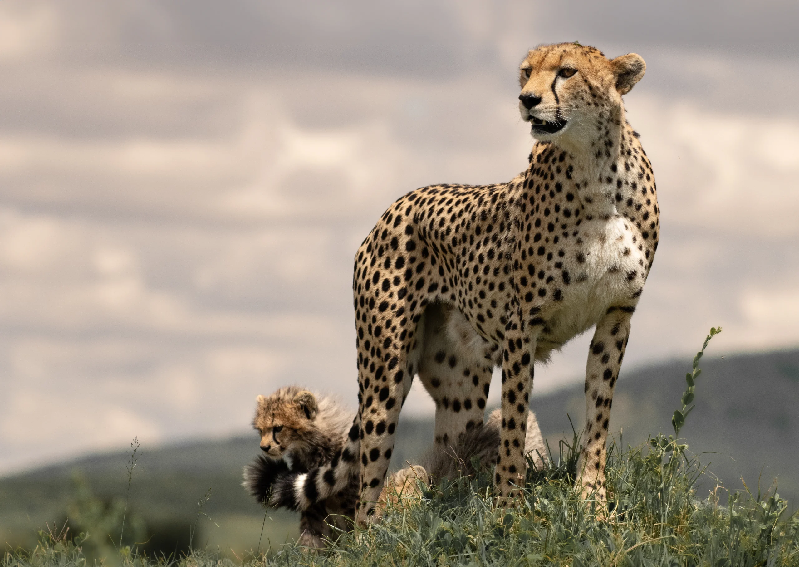 Kenya travel packages Safari tours Kenya Best travel agency in Kenya Kenya adventure travel Explore Kenya tours Maasai Mara safaris Nairobi city tours Amboseli National Park trips Lake Nakuru tours Mount Kenya hiking tours Luxury safaris Kenya Budget travel Kenya Family vacations in Kenya Honeymoon packages Kenya Cultural tours in Kenya Wildlife safaris in Kenya Eco-friendly travel Kenya Beach holidays Kenya Adventure sports Kenya Historical tours Kenya Kenya travel guide Best time to visit Kenya Kenya travel tips Kenya visa information Kenya travel itinerary American tourists in Kenya European travel to Kenya Traveling to Kenya from the USA Traveling to Kenya from Europe Group travel to Kenya Kenya wildlife prints African landscape photography Safari photo prints Kenya travel art Wall art Kenya photography Maasai Mara prints Nairobi skyline photos Sunset photography Kenya Beach prints from Kenya Mount Kenya art prints Buy Kenya photo prints Online photo prints Kenya Framed Kenya photos Canvas prints Kenya Limited edition wildlife prints Unique gifts from Kenya Art prints for travel lovers Photography gifts for nature enthusiasts Home decor Kenya photography Travel-inspired wall art Fine art Kenya photography Nature photography prints Wildlife portrait prints Photography collections Kenya Eco-friendly photo prints Kenya Safari Tours African Safari from USA Kenya Travel Packages Kenya Adventure Travel Luxury Safari Kenya Kenya Wildlife Tours Kenya Beach Holidays Kenya Cultural Tours Kenya Travel Deals USA Kenya Safari Booking Kenya Travel Experts Kenya Safari Vacation Kenya Honeymoon Packages Kenya National Parks Tours Kenya Travel Agency USA Kenya Safari Tours from Europe European Travelers Kenya Safari Kenya Travel Packages Europe Kenya Adventure Travel Europe Luxury Safari Kenya Europe Kenya Wildlife Tours Europe Kenya Beach Holidays Europe Kenya Cultural Tours Europe Kenya Travel Deals Europe Kenya Safari Booking Europe Kenya Travel Experts Europe Kenya Safari Vacation Europe Kenya Honeymoon Packages Europe Kenya National Parks Tours Europe Kenya Travel Agency Europe