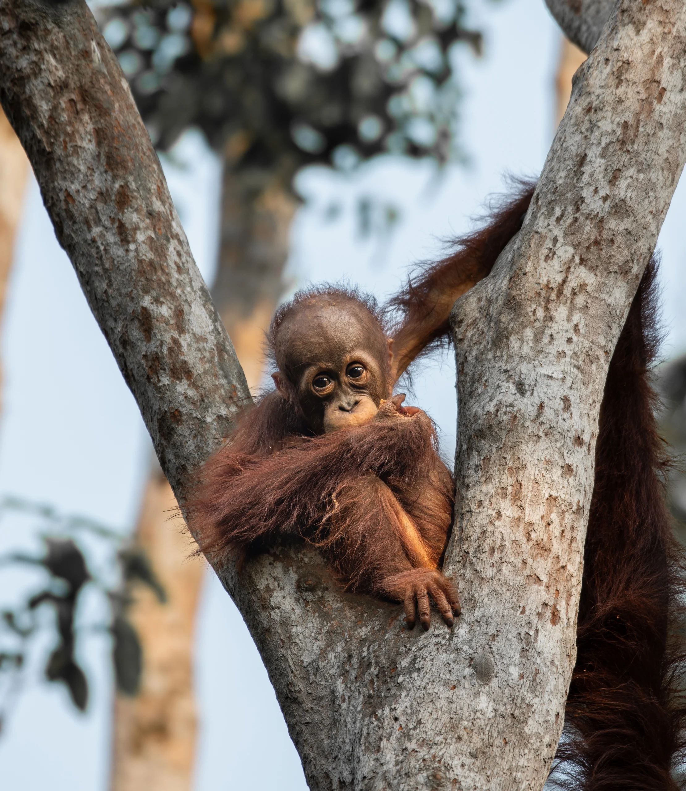 Kenya travel packages Safari tours Kenya Best travel agency in Kenya Kenya adventure travel Explore Kenya tours Maasai Mara safaris Nairobi city tours Amboseli National Park trips Lake Nakuru tours Mount Kenya hiking tours Luxury safaris Kenya Budget travel Kenya Family vacations in Kenya Honeymoon packages Kenya Cultural tours in Kenya Wildlife safaris in Kenya Eco-friendly travel Kenya Beach holidays Kenya Adventure sports Kenya Historical tours Kenya Kenya travel guide Best time to visit Kenya Kenya travel tips Kenya visa information Kenya travel itinerary American tourists in Kenya European travel to Kenya Traveling to Kenya from the USA Traveling to Kenya from Europe Group travel to Kenya Kenya wildlife prints African landscape photography Safari photo prints Kenya travel art Wall art Kenya photography Maasai Mara prints Nairobi skyline photos Sunset photography Kenya Beach prints from Kenya Mount Kenya art prints Buy Kenya photo prints Online photo prints Kenya Framed Kenya photos Canvas prints Kenya Limited edition wildlife prints Unique gifts from Kenya Art prints for travel lovers Photography gifts for nature enthusiasts Home decor Kenya photography Travel-inspired wall art Fine art Kenya photography Nature photography prints Wildlife portrait prints Photography collections Kenya Eco-friendly photo prints Kenya Safari Tours African Safari from USA Kenya Travel Packages Kenya Adventure Travel Luxury Safari Kenya Kenya Wildlife Tours Kenya Beach Holidays Kenya Cultural Tours Kenya Travel Deals USA Kenya Safari Booking Kenya Travel Experts Kenya Safari Vacation Kenya Honeymoon Packages Kenya National Parks Tours Kenya Travel Agency USA Kenya Safari Tours from Europe European Travelers Kenya Safari Kenya Travel Packages Europe Kenya Adventure Travel Europe Luxury Safari Kenya Europe Kenya Wildlife Tours Europe Kenya Beach Holidays Europe Kenya Cultural Tours Europe Kenya Travel Deals Europe Kenya Safari Booking Europe Kenya Travel Experts Europe Kenya Safari Vacation Europe Kenya Honeymoon Packages Europe Kenya National Parks Tours Europe Kenya Travel Agency Europe