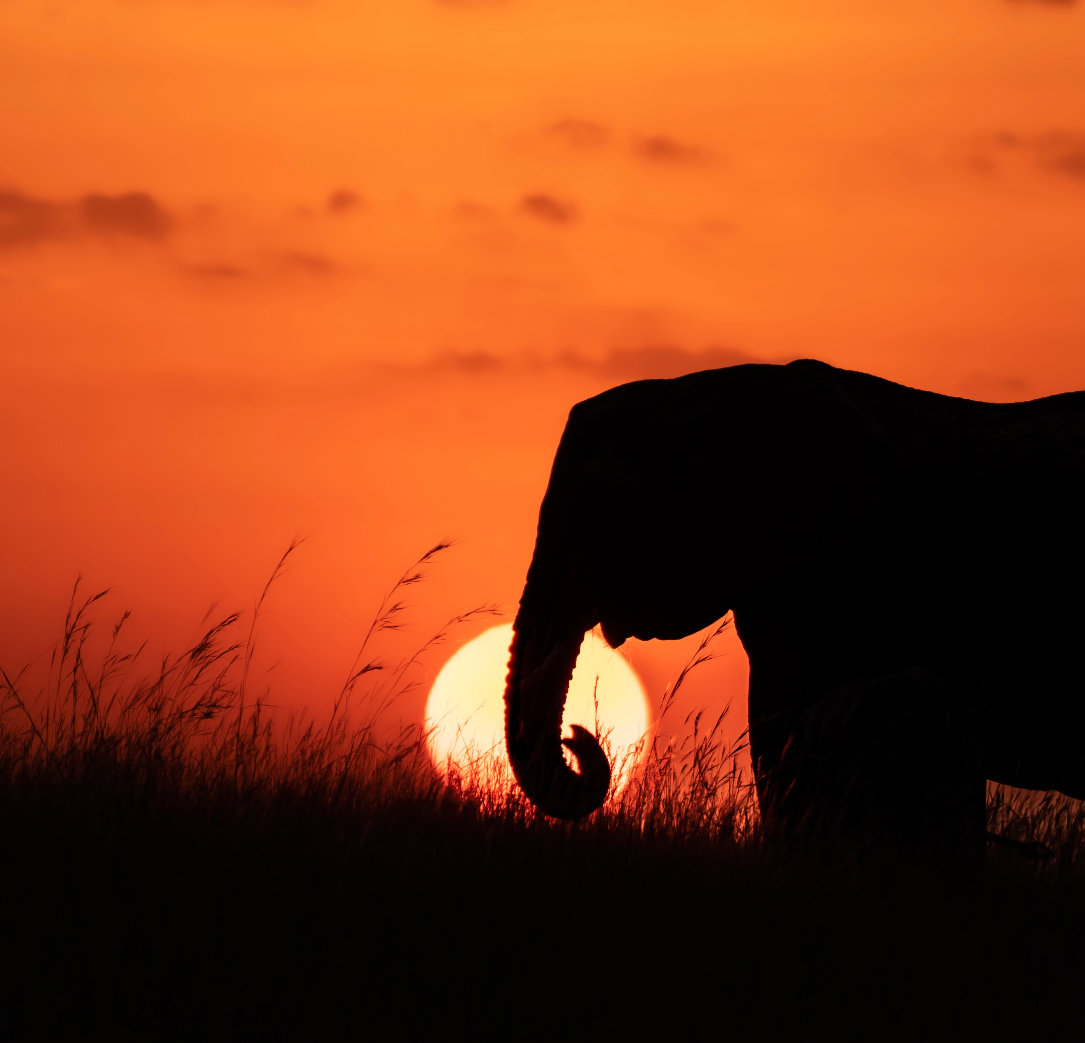 Kenya travel packages Safari tours Kenya Best travel agency in Kenya Kenya adventure travel Explore Kenya tours Maasai Mara safaris Nairobi city tours Amboseli National Park trips Lake Nakuru tours Mount Kenya hiking tours Luxury safaris Kenya Budget travel Kenya Family vacations in Kenya Honeymoon packages Kenya Cultural tours in Kenya Wildlife safaris in Kenya Eco-friendly travel Kenya Beach holidays Kenya Adventure sports Kenya Historical tours Kenya Kenya travel guide Best time to visit Kenya Kenya travel tips Kenya visa information Kenya travel itinerary American tourists in Kenya European travel to Kenya Traveling to Kenya from the USA Traveling to Kenya from Europe Group travel to Kenya Kenya wildlife prints African landscape photography Safari photo prints Kenya travel art Wall art Kenya photography Maasai Mara prints Nairobi skyline photos Sunset photography Kenya Beach prints from Kenya Mount Kenya art prints Buy Kenya photo prints Online photo prints Kenya Framed Kenya photos Canvas prints Kenya Limited edition wildlife prints Unique gifts from Kenya Art prints for travel lovers Photography gifts for nature enthusiasts Home decor Kenya photography Travel-inspired wall art Fine art Kenya photography Nature photography prints Wildlife portrait prints Photography collections Kenya Eco-friendly photo prints Kenya Safari Tours African Safari from USA Kenya Travel Packages Kenya Adventure Travel Luxury Safari Kenya Kenya Wildlife Tours Kenya Beach Holidays Kenya Cultural Tours Kenya Travel Deals USA Kenya Safari Booking Kenya Travel Experts Kenya Safari Vacation Kenya Honeymoon Packages Kenya National Parks Tours Kenya Travel Agency USA Kenya Safari Tours from Europe European Travelers Kenya Safari Kenya Travel Packages Europe Kenya Adventure Travel Europe Luxury Safari Kenya Europe Kenya Wildlife Tours Europe Kenya Beach Holidays Europe Kenya Cultural Tours Europe Kenya Travel Deals Europe Kenya Safari Booking Europe Kenya Travel Experts Europe Kenya Safari Vacation Europe Kenya Honeymoon Packages Europe Kenya National Parks Tours Europe Kenya Travel Agency Europe