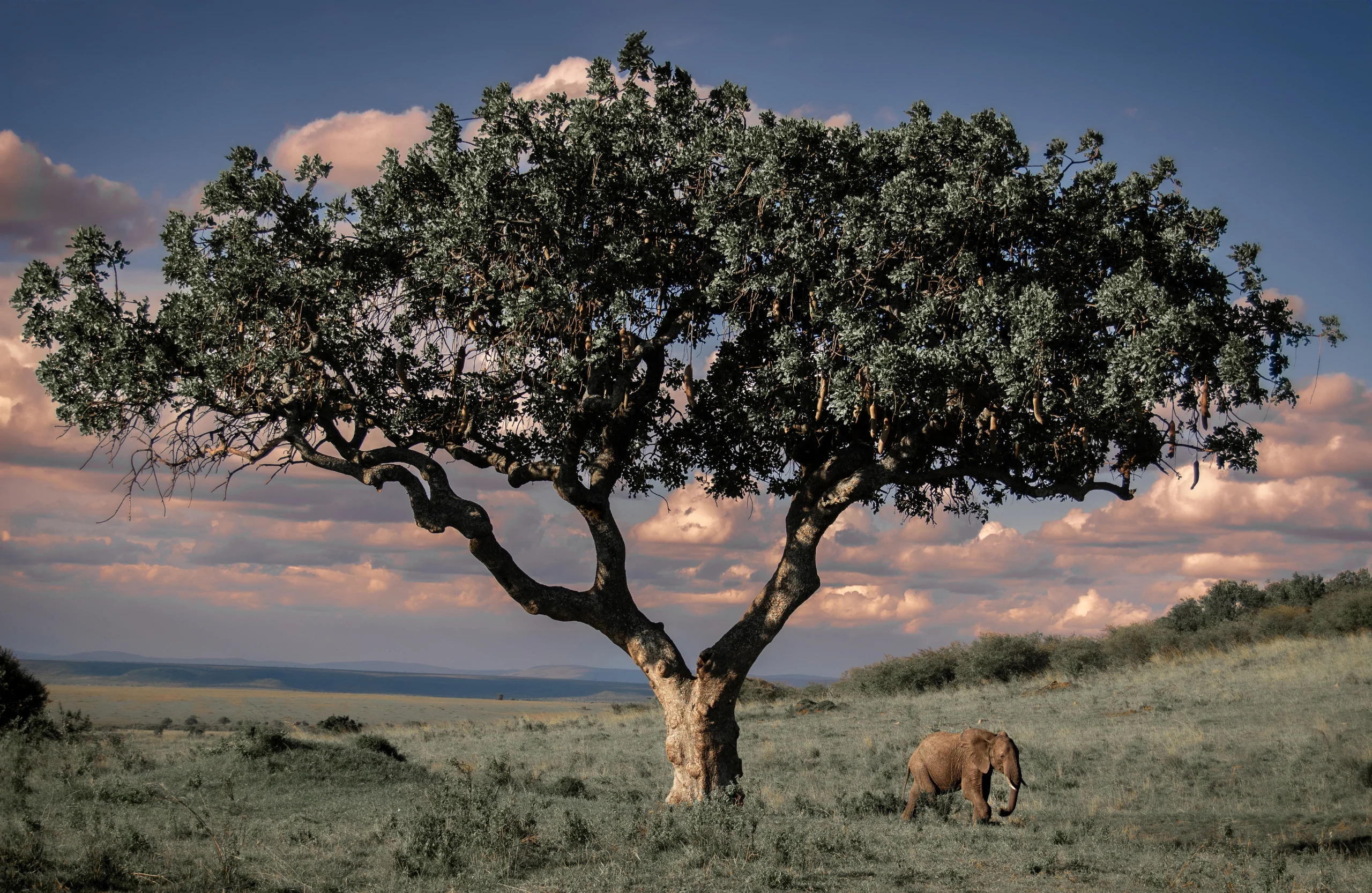 Kenya travel packages Safari tours Kenya Best travel agency in Kenya Kenya adventure travel Explore Kenya tours Maasai Mara safaris Nairobi city tours Amboseli National Park trips Lake Nakuru tours Mount Kenya hiking tours Luxury safaris Kenya Budget travel Kenya Family vacations in Kenya Honeymoon packages Kenya Cultural tours in Kenya Wildlife safaris in Kenya Eco-friendly travel Kenya Beach holidays Kenya Adventure sports Kenya Historical tours Kenya Kenya travel guide Best time to visit Kenya Kenya travel tips Kenya visa information Kenya travel itinerary American tourists in Kenya European travel to Kenya Traveling to Kenya from the USA Traveling to Kenya from Europe Group travel to Kenya Kenya wildlife prints African landscape photography Safari photo prints Kenya travel art Wall art Kenya photography Maasai Mara prints Nairobi skyline photos Sunset photography Kenya Beach prints from Kenya Mount Kenya art prints Buy Kenya photo prints Online photo prints Kenya Framed Kenya photos Canvas prints Kenya Limited edition wildlife prints Unique gifts from Kenya Art prints for travel lovers Photography gifts for nature enthusiasts Home decor Kenya photography Travel-inspired wall art Fine art Kenya photography Nature photography prints Wildlife portrait prints Photography collections Kenya Eco-friendly photo prints Kenya Safari Tours African Safari from USA Kenya Travel Packages Kenya Adventure Travel Luxury Safari Kenya Kenya Wildlife Tours Kenya Beach Holidays Kenya Cultural Tours Kenya Travel Deals USA Kenya Safari Booking Kenya Travel Experts Kenya Safari Vacation Kenya Honeymoon Packages Kenya National Parks Tours Kenya Travel Agency USA Kenya Safari Tours from Europe European Travelers Kenya Safari Kenya Travel Packages Europe Kenya Adventure Travel Europe Luxury Safari Kenya Europe Kenya Wildlife Tours Europe Kenya Beach Holidays Europe Kenya Cultural Tours Europe Kenya Travel Deals Europe Kenya Safari Booking Europe Kenya Travel Experts Europe Kenya Safari Vacation Europe Kenya Honeymoon Packages Europe Kenya National Parks Tours Europe Kenya Travel Agency Europe