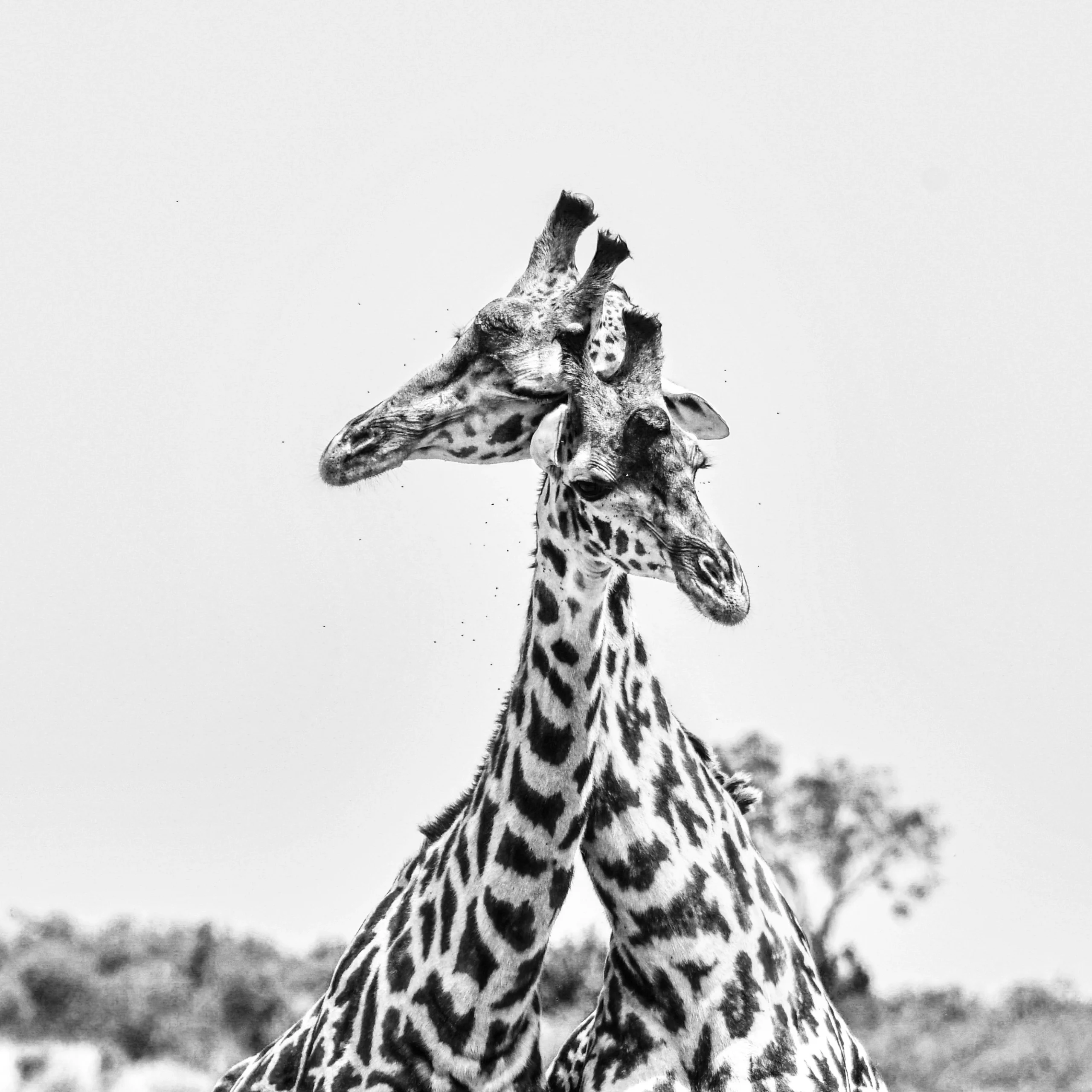 Kenya travel packages Safari tours Kenya Best travel agency in Kenya Kenya adventure travel Explore Kenya tours Maasai Mara safaris Nairobi city tours Amboseli National Park trips Lake Nakuru tours Mount Kenya hiking tours Luxury safaris Kenya Budget travel Kenya Family vacations in Kenya Honeymoon packages Kenya Cultural tours in Kenya Wildlife safaris in Kenya Eco-friendly travel Kenya Beach holidays Kenya Adventure sports Kenya Historical tours Kenya Kenya travel guide Best time to visit Kenya Kenya travel tips Kenya visa information Kenya travel itinerary American tourists in Kenya European travel to Kenya Traveling to Kenya from the USA Traveling to Kenya from Europe Group travel to Kenya Kenya wildlife prints African landscape photography Safari photo prints Kenya travel art Wall art Kenya photography Maasai Mara prints Nairobi skyline photos Sunset photography Kenya Beach prints from Kenya Mount Kenya art prints Buy Kenya photo prints Online photo prints Kenya Framed Kenya photos Canvas prints Kenya Limited edition wildlife prints Unique gifts from Kenya Art prints for travel lovers Photography gifts for nature enthusiasts Home decor Kenya photography Travel-inspired wall art Fine art Kenya photography Nature photography prints Wildlife portrait prints Photography collections Kenya Eco-friendly photo prints Kenya Safari Tours African Safari from USA Kenya Travel Packages Kenya Adventure Travel Luxury Safari Kenya Kenya Wildlife Tours Kenya Beach Holidays Kenya Cultural Tours Kenya Travel Deals USA Kenya Safari Booking Kenya Travel Experts Kenya Safari Vacation Kenya Honeymoon Packages Kenya National Parks Tours Kenya Travel Agency USA Kenya Safari Tours from Europe European Travelers Kenya Safari Kenya Travel Packages Europe Kenya Adventure Travel Europe Luxury Safari Kenya Europe Kenya Wildlife Tours Europe Kenya Beach Holidays Europe Kenya Cultural Tours Europe Kenya Travel Deals Europe Kenya Safari Booking Europe Kenya Travel Experts Europe Kenya Safari Vacation Europe Kenya Honeymoon Packages Europe Kenya National Parks Tours Europe Kenya Travel Agency Europe