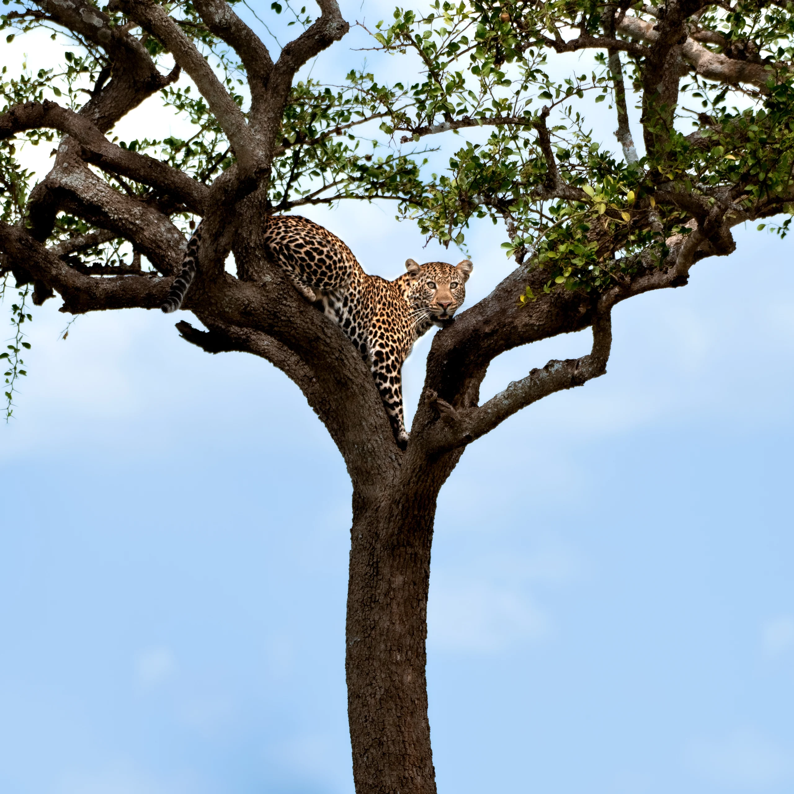 Kenya travel packages Safari tours Kenya Best travel agency in Kenya Kenya adventure travel Explore Kenya tours Maasai Mara safaris Nairobi city tours Amboseli National Park trips Lake Nakuru tours Mount Kenya hiking tours Luxury safaris Kenya Budget travel Kenya Family vacations in Kenya Honeymoon packages Kenya Cultural tours in Kenya Wildlife safaris in Kenya Eco-friendly travel Kenya Beach holidays Kenya Adventure sports Kenya Historical tours Kenya Kenya travel guide Best time to visit Kenya Kenya travel tips Kenya visa information Kenya travel itinerary American tourists in Kenya European travel to Kenya Traveling to Kenya from the USA Traveling to Kenya from Europe Group travel to Kenya Kenya wildlife prints African landscape photography Safari photo prints Kenya travel art Wall art Kenya photography Maasai Mara prints Nairobi skyline photos Sunset photography Kenya Beach prints from Kenya Mount Kenya art prints Buy Kenya photo prints Online photo prints Kenya Framed Kenya photos Canvas prints Kenya Limited edition wildlife prints Unique gifts from Kenya Art prints for travel lovers Photography gifts for nature enthusiasts Home decor Kenya photography Travel-inspired wall art Fine art Kenya photography Nature photography prints Wildlife portrait prints Photography collections Kenya Eco-friendly photo prints Kenya Safari Tours African Safari from USA Kenya Travel Packages Kenya Adventure Travel Luxury Safari Kenya Kenya Wildlife Tours Kenya Beach Holidays Kenya Cultural Tours Kenya Travel Deals USA Kenya Safari Booking Kenya Travel Experts Kenya Safari Vacation Kenya Honeymoon Packages Kenya National Parks Tours Kenya Travel Agency USA Kenya Safari Tours from Europe European Travelers Kenya Safari Kenya Travel Packages Europe Kenya Adventure Travel Europe Luxury Safari Kenya Europe Kenya Wildlife Tours Europe Kenya Beach Holidays Europe Kenya Cultural Tours Europe Kenya Travel Deals Europe Kenya Safari Booking Europe Kenya Travel Experts Europe Kenya Safari Vacation Europe Kenya Honeymoon Packages Europe Kenya National Parks Tours Europe Kenya Travel Agency Europe