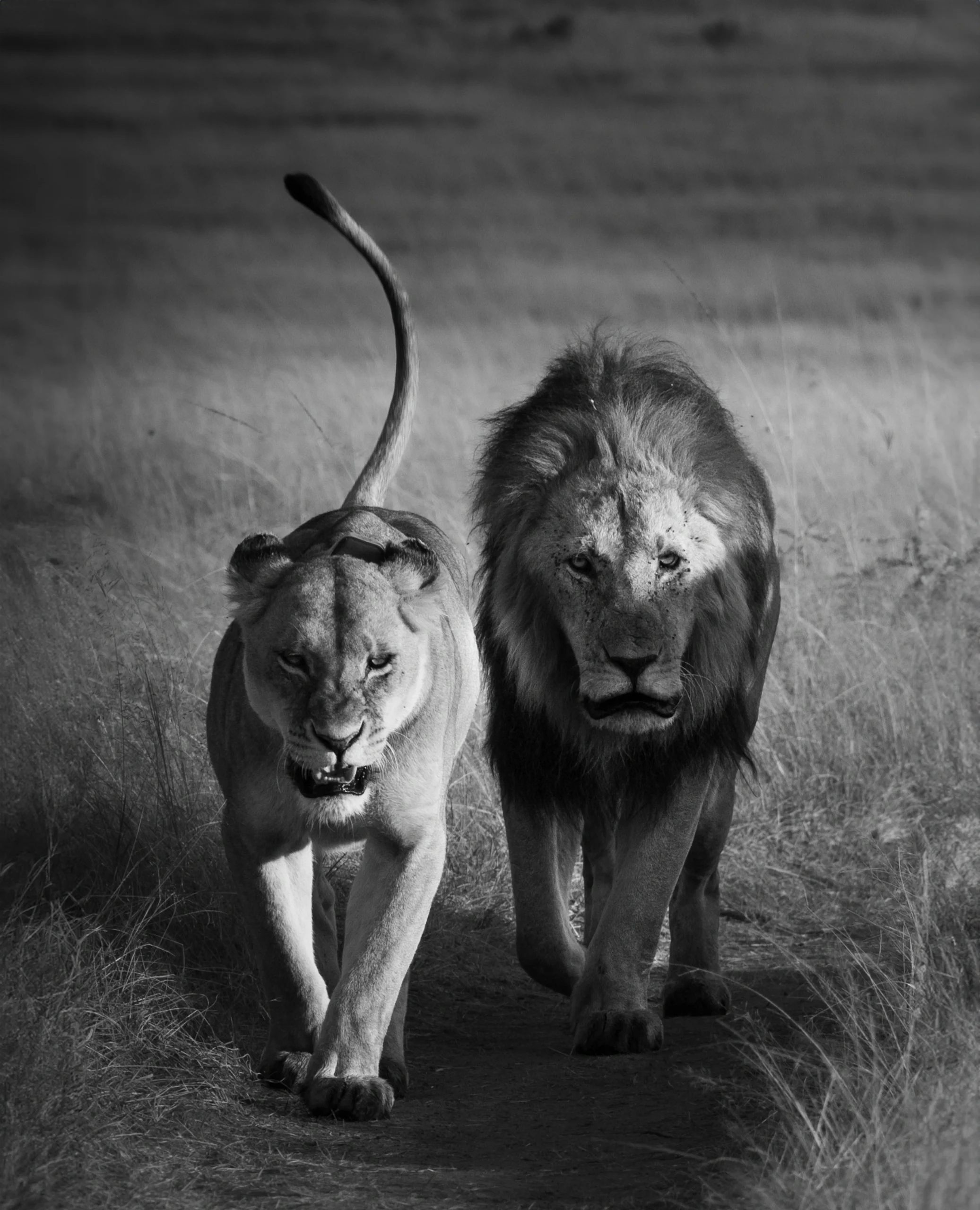 Kenya travel packages Safari tours Kenya Best travel agency in Kenya Kenya adventure travel Explore Kenya tours Maasai Mara safaris Nairobi city tours Amboseli National Park trips Lake Nakuru tours Mount Kenya hiking tours Luxury safaris Kenya Budget travel Kenya Family vacations in Kenya Honeymoon packages Kenya Cultural tours in Kenya Wildlife safaris in Kenya Eco-friendly travel Kenya Beach holidays Kenya Adventure sports Kenya Historical tours Kenya Kenya travel guide Best time to visit Kenya Kenya travel tips Kenya visa information Kenya travel itinerary American tourists in Kenya European travel to Kenya Traveling to Kenya from the USA Traveling to Kenya from Europe Group travel to Kenya Kenya wildlife prints African landscape photography Safari photo prints Kenya travel art Wall art Kenya photography Maasai Mara prints Nairobi skyline photos Sunset photography Kenya Beach prints from Kenya Mount Kenya art prints Buy Kenya photo prints Online photo prints Kenya Framed Kenya photos Canvas prints Kenya Limited edition wildlife prints Unique gifts from Kenya Art prints for travel lovers Photography gifts for nature enthusiasts Home decor Kenya photography Travel-inspired wall art Fine art Kenya photography Nature photography prints Wildlife portrait prints Photography collections Kenya Eco-friendly photo prints Kenya Safari Tours African Safari from USA Kenya Travel Packages Kenya Adventure Travel Luxury Safari Kenya Kenya Wildlife Tours Kenya Beach Holidays Kenya Cultural Tours Kenya Travel Deals USA Kenya Safari Booking Kenya Travel Experts Kenya Safari Vacation Kenya Honeymoon Packages Kenya National Parks Tours Kenya Travel Agency USA Kenya Safari Tours from Europe European Travelers Kenya Safari Kenya Travel Packages Europe Kenya Adventure Travel Europe Luxury Safari Kenya Europe Kenya Wildlife Tours Europe Kenya Beach Holidays Europe Kenya Cultural Tours Europe Kenya Travel Deals Europe Kenya Safari Booking Europe Kenya Travel Experts Europe Kenya Safari Vacation Europe Kenya Honeymoon Packages Europe Kenya National Parks Tours Europe Kenya Travel Agency Europe