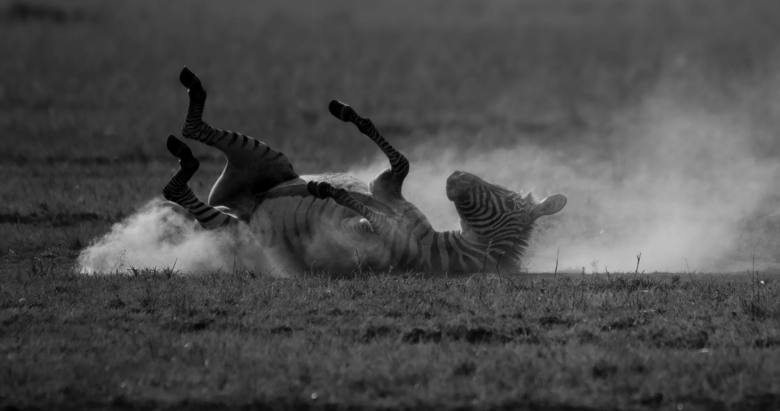 Kenya travel packages Safari tours Kenya Best travel agency in Kenya Kenya adventure travel Explore Kenya tours Maasai Mara safaris Nairobi city tours Amboseli National Park trips Lake Nakuru tours Mount Kenya hiking tours Luxury safaris Kenya Budget travel Kenya Family vacations in Kenya Honeymoon packages Kenya Cultural tours in Kenya Wildlife safaris in Kenya Eco-friendly travel Kenya Beach holidays Kenya Adventure sports Kenya Historical tours Kenya Kenya travel guide Best time to visit Kenya Kenya travel tips Kenya visa information Kenya travel itinerary American tourists in Kenya European travel to Kenya Traveling to Kenya from the USA Traveling to Kenya from Europe Group travel to Kenya Kenya wildlife prints African landscape photography Safari photo prints Kenya travel art Wall art Kenya photography Maasai Mara prints Nairobi skyline photos Sunset photography Kenya Beach prints from Kenya Mount Kenya art prints Buy Kenya photo prints Online photo prints Kenya Framed Kenya photos Canvas prints Kenya Limited edition wildlife prints Unique gifts from Kenya Art prints for travel lovers Photography gifts for nature enthusiasts Home decor Kenya photography Travel-inspired wall art Fine art Kenya photography Nature photography prints Wildlife portrait prints Photography collections Kenya Eco-friendly photo prints Kenya Safari Tours African Safari from USA Kenya Travel Packages Kenya Adventure Travel Luxury Safari Kenya Kenya Wildlife Tours Kenya Beach Holidays Kenya Cultural Tours Kenya Travel Deals USA Kenya Safari Booking Kenya Travel Experts Kenya Safari Vacation Kenya Honeymoon Packages Kenya National Parks Tours Kenya Travel Agency USA Kenya Safari Tours from Europe European Travelers Kenya Safari Kenya Travel Packages Europe Kenya Adventure Travel Europe Luxury Safari Kenya Europe Kenya Wildlife Tours Europe Kenya Beach Holidays Europe Kenya Cultural Tours Europe Kenya Travel Deals Europe Kenya Safari Booking Europe Kenya Travel Experts Europe Kenya Safari Vacation Europe Kenya Honeymoon Packages Europe Kenya National Parks Tours Europe Kenya Travel Agency Europe